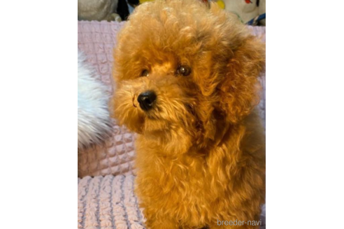 成約済の福岡県のタイニープードル-213493の4枚目