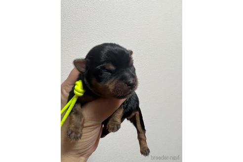 成約済の茨城県のヨークシャーテリア-213517の20枚目
