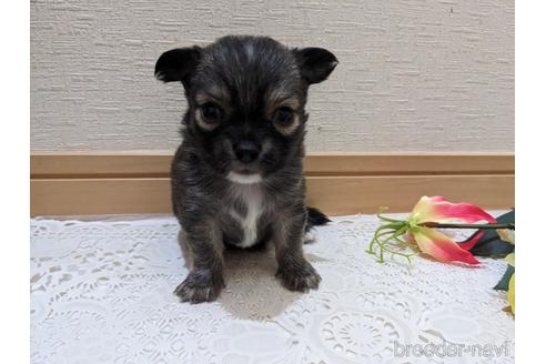 成約済の広島県のチワワ(ロングコート)-212266の40枚目