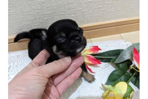 成約済の広島県のチワワ(スムースコート)-211314の11枚目