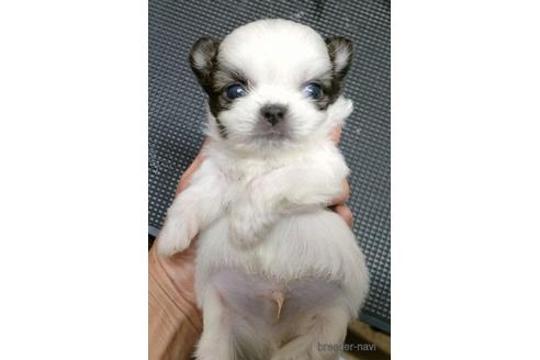 成約済の岐阜県のミックス犬-213538