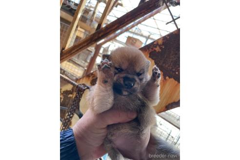 成約済の広島県の柴犬-213616