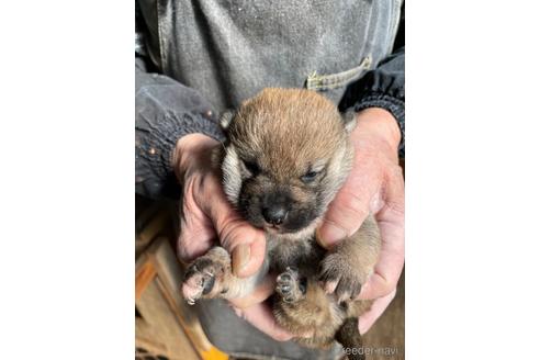 成約済の広島県の柴犬-213616の3枚目