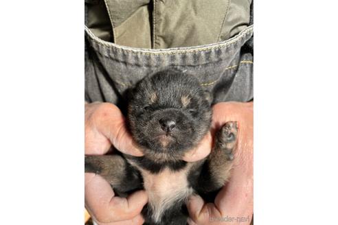 成約済の広島県の柴犬-213617の1枚目