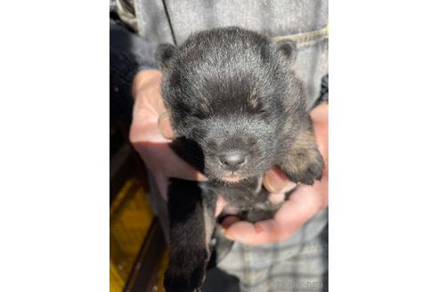 成約済の広島県の柴犬-213618の3枚目