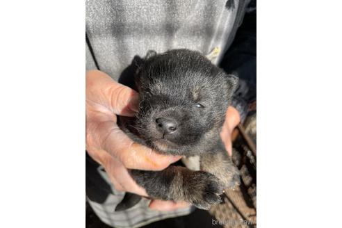 成約済の広島県の柴犬-213618の2枚目
