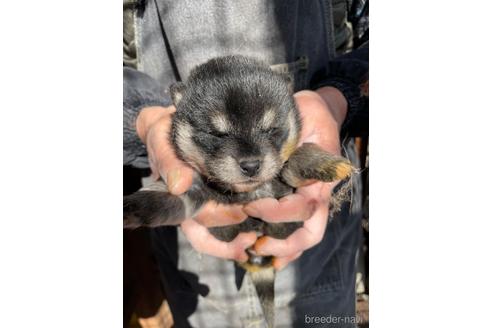 成約済の広島県の柴犬-213619
