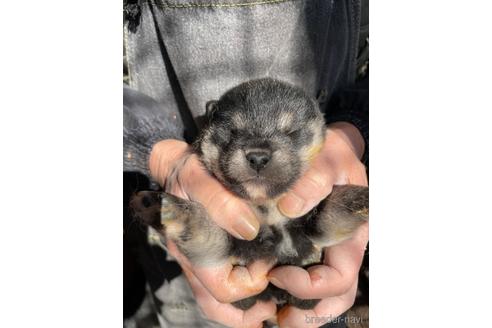 成約済の広島県の柴犬-213619の2枚目