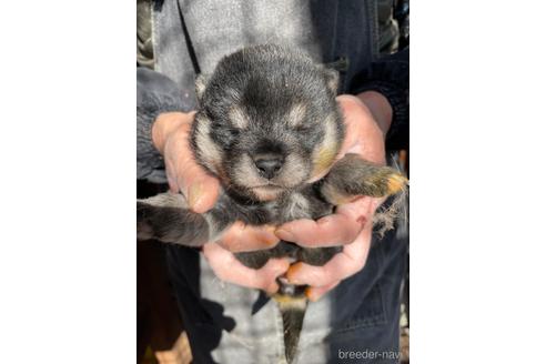 成約済の広島県の柴犬-213619の3枚目