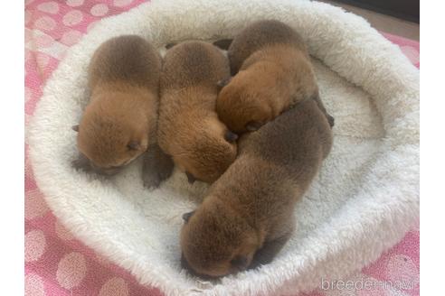 成約済の岡山県の柴犬-213641の2枚目