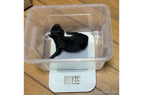 成約済の福岡県のトイプードル-213673の10枚目