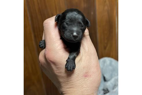 成約済の福岡県のトイプードル-213674の5枚目