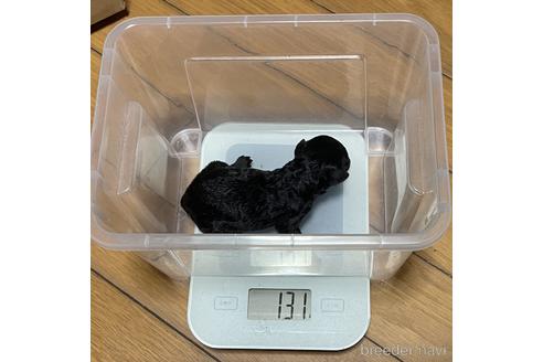 成約済の福岡県のトイプードル-213674の6枚目