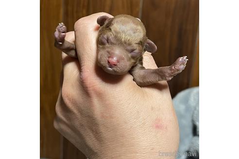 成約済の福岡県のトイプードル-213676の7枚目