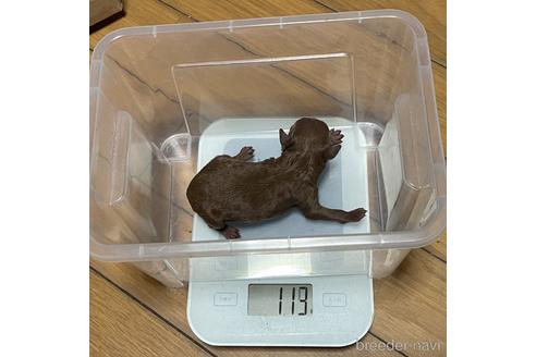 成約済の福岡県のトイプードル-213676の3枚目