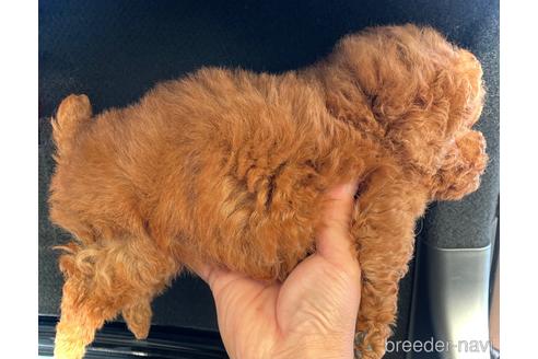 成約済の鹿児島県のタイニープードル-213696の3枚目