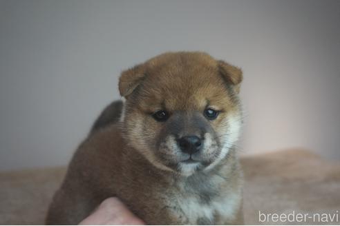 成約済の奈良県の柴犬-211364の1枚目