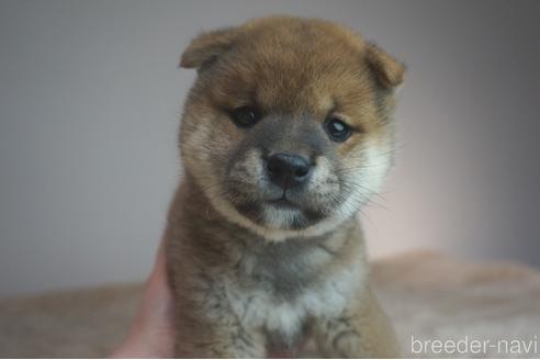 成約済の奈良県の柴犬-211364の5枚目