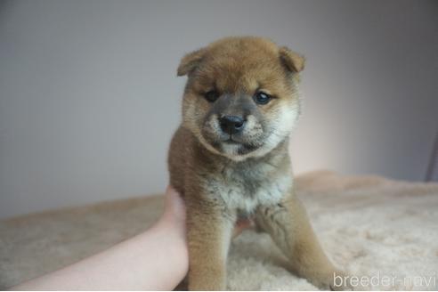 成約済の奈良県の柴犬-211364の4枚目