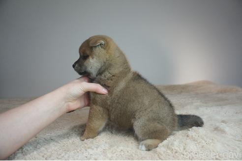 成約済の奈良県の柴犬-211364の3枚目