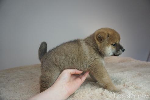 成約済の奈良県の柴犬-211364の2枚目