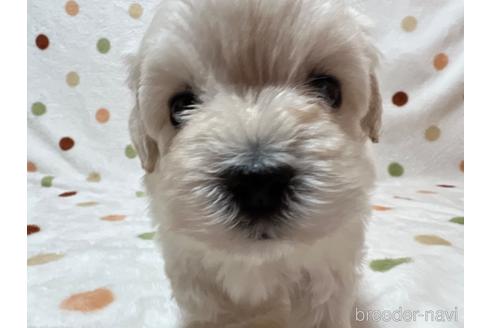 成約済の岐阜県のミックス犬-213700の4枚目