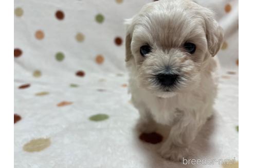 成約済の岐阜県のミックス犬-213700の3枚目