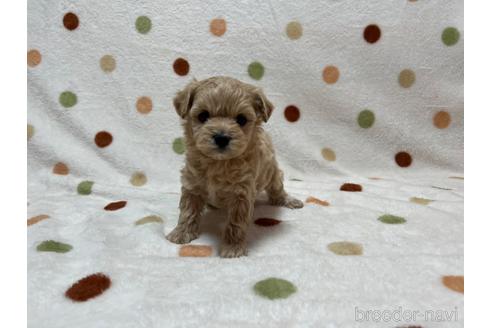 成約済の岐阜県のミックス犬-213702の3枚目