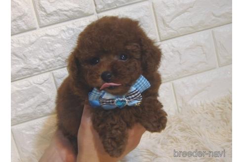 成約済の茨城県のトイプードル-213758の2枚目