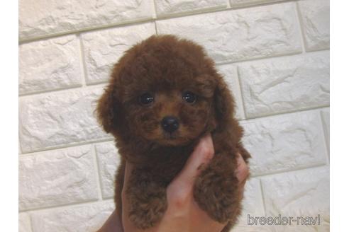 成約済の茨城県のトイプードル-213758の3枚目