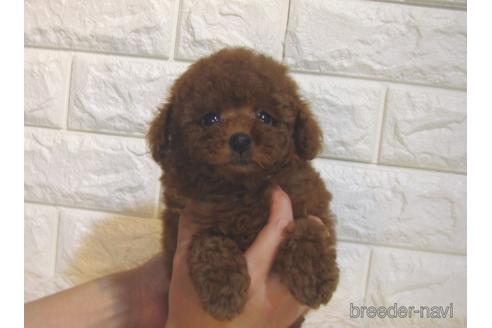 成約済の茨城県のトイプードル-213758の4枚目