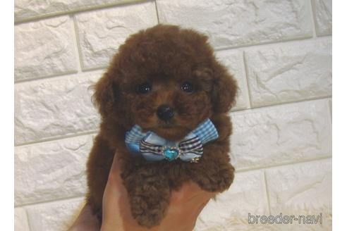 成約済の茨城県のトイプードル-213758