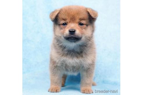 成約済の東京都のミックス犬-213818の4枚目