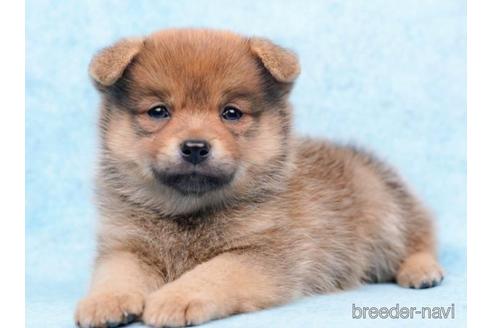 成約済の東京都のミックス犬-213818の1枚目