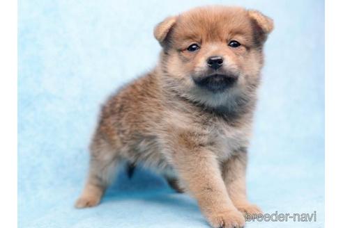 成約済の東京都のミックス犬-213818の3枚目