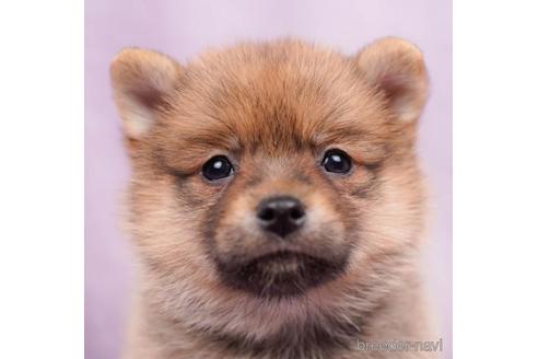 成約済の千葉県のミックス犬-213847の5枚目