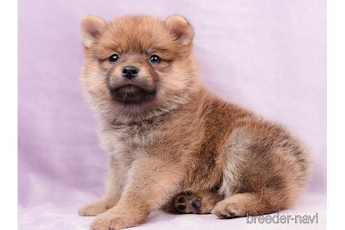 成約済の千葉県のミックス犬-213847の4枚目