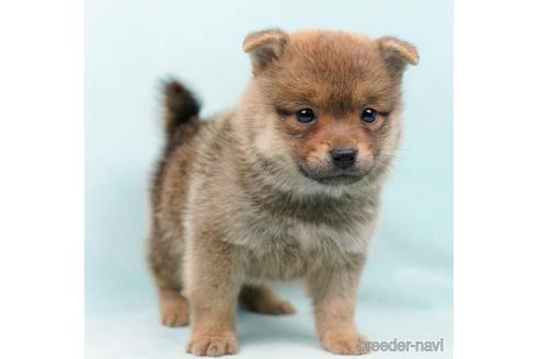 成約済の千葉県のミックス犬-213848の5枚目