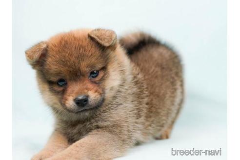 成約済の千葉県のミックス犬-213848の4枚目