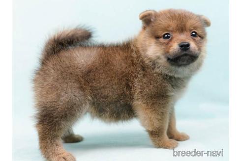 成約済の千葉県のミックス犬-213848の3枚目