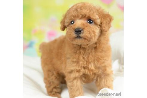 成約済の千葉県のタイニープードル-213852の5枚目