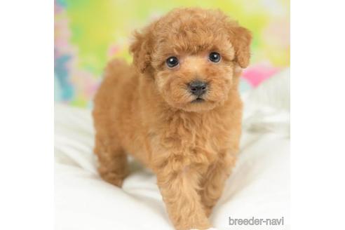 成約済の千葉県のタイニープードル-213852の1枚目