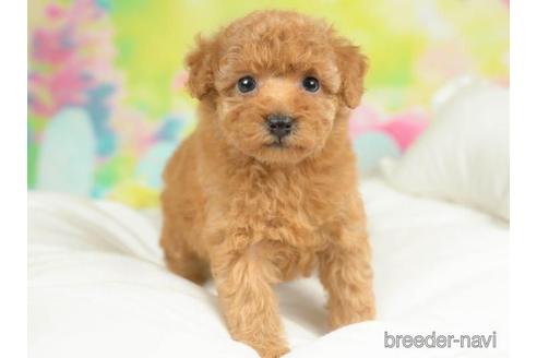 成約済の千葉県のタイニープードル-213852の4枚目