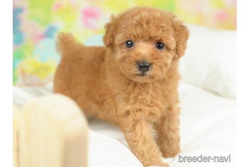 成約済の千葉県のタイニープードル-213852の3枚目