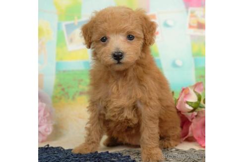 成約済の千葉県のタイニープードル-213853の1枚目