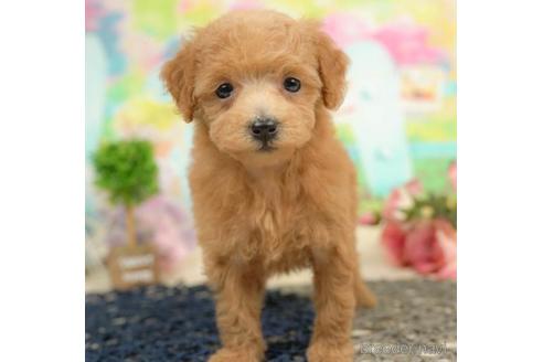 成約済の千葉県のタイニープードル-213853の5枚目