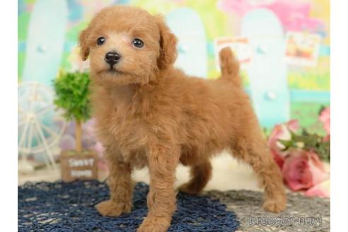 成約済の千葉県のタイニープードル-213853の4枚目