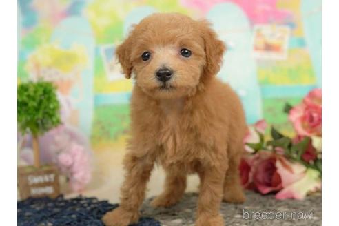 成約済の千葉県のタイニープードル-213853の3枚目