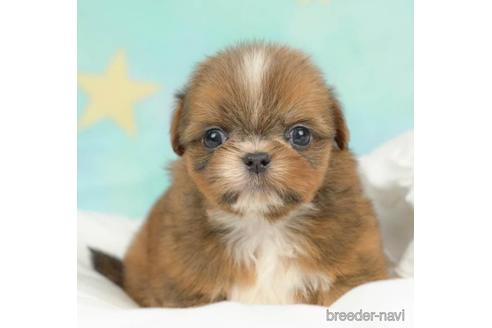 成約済の千葉県のミックス犬-213854の5枚目