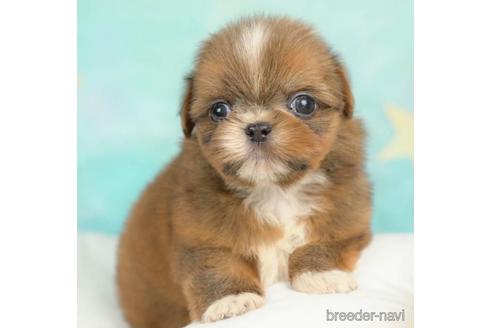 成約済の千葉県のミックス犬-213854の1枚目